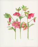 botanical drawing