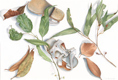 botanical drawing