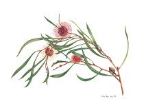 botanical drawing