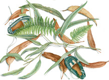 botanical drawing